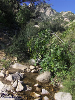 Aguirre Springs